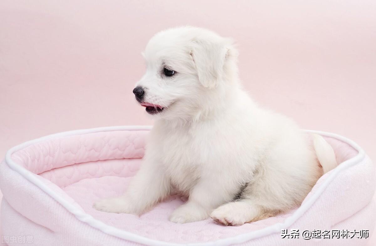 100个招财狗狗名字