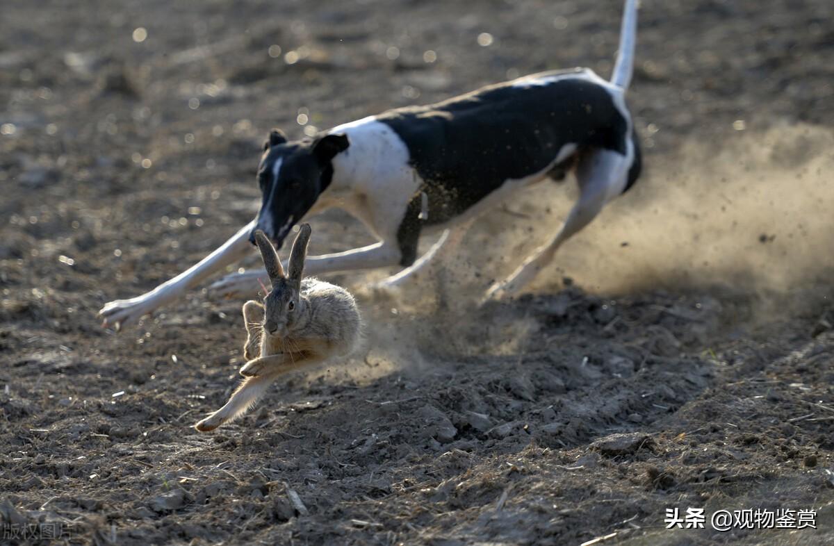 追兔子狗叫什么名字