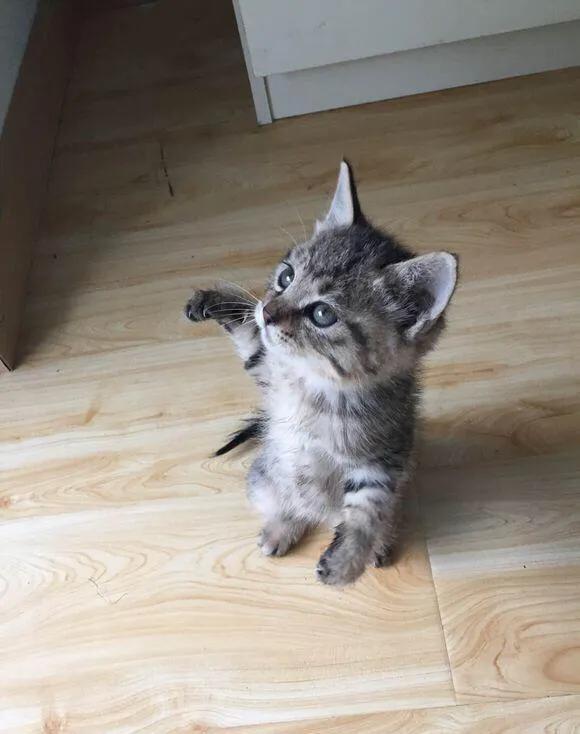 纯种的狸花猫多少钱