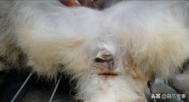 子宫蓄脓狗狗怎么造成