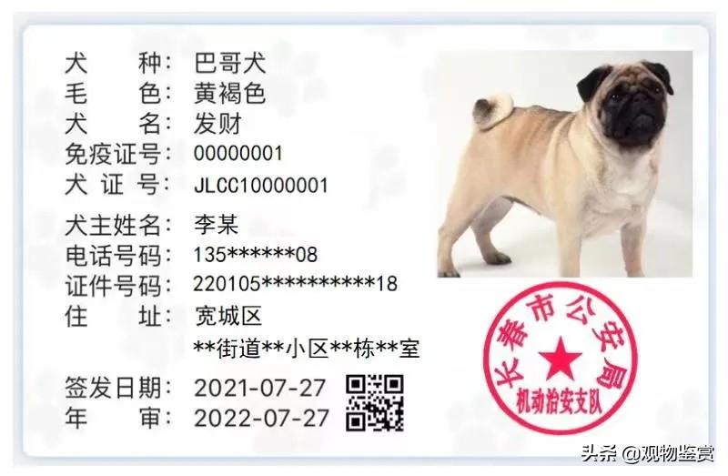 大白熊犬在中国禁养吗