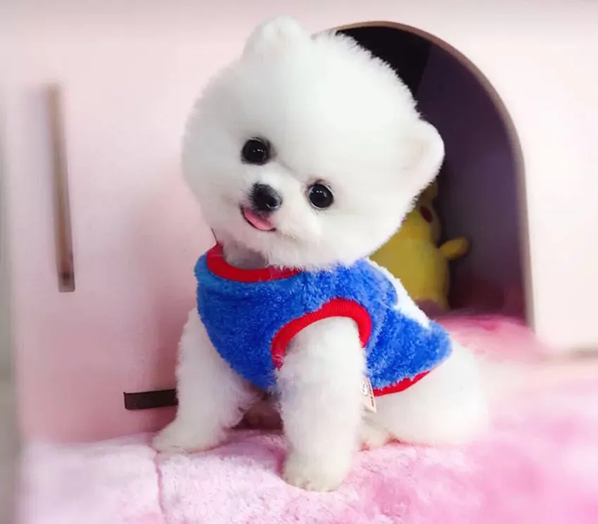 进口博美犬多少钱一只