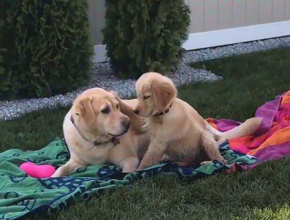 金毛需要哪些营养