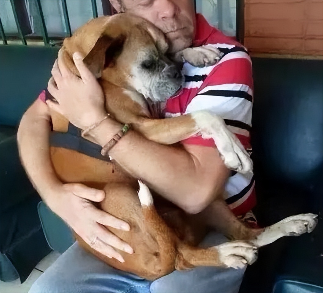 宠物狗死了一般的处理后事