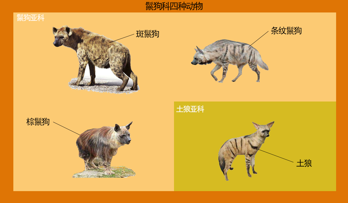 斑鬣狗属于什么科