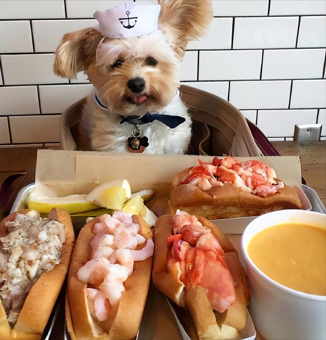 狗喜欢吃的食物有哪些