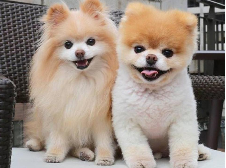 博美犬吃什么能让毛发长得更好