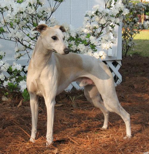 法老猎犬与格力的区别