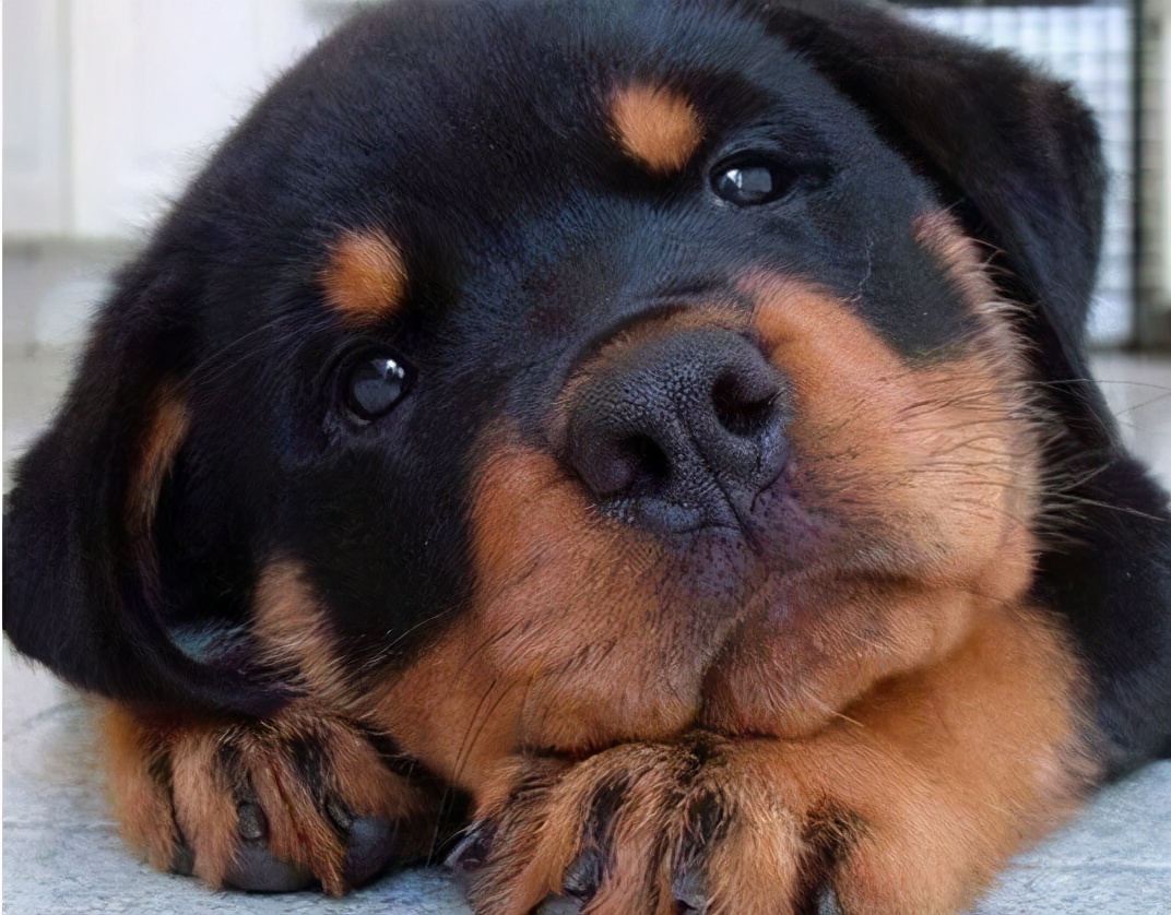 罗威纳犬图片价格