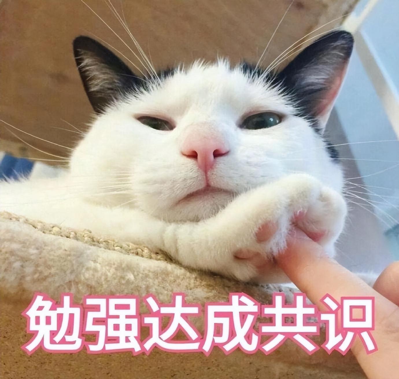 猫咪极度害怕的表现是什么