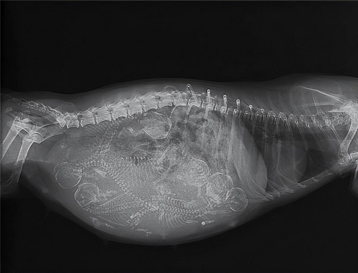 猫一窝生几只吉利