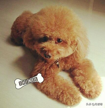 茶杯泰迪多少钱