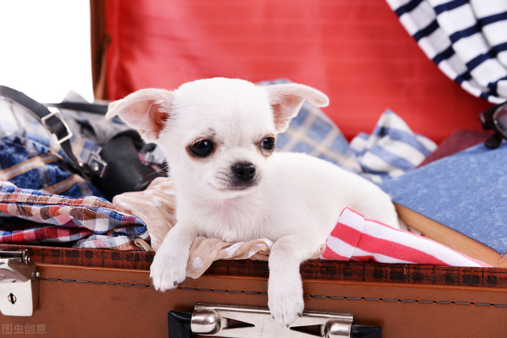 长不大的宠物狗品种