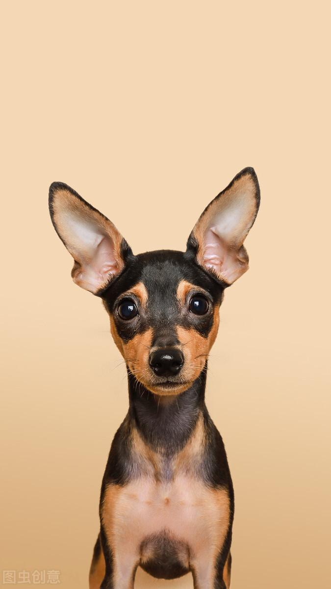 小鹿犬怎么训练