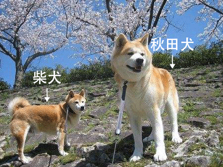如何区分秋田犬和柴犬