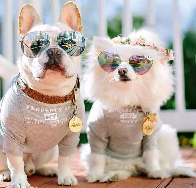 狗狗的繁殖方式是什么