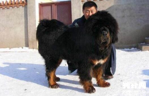最大的藏獒