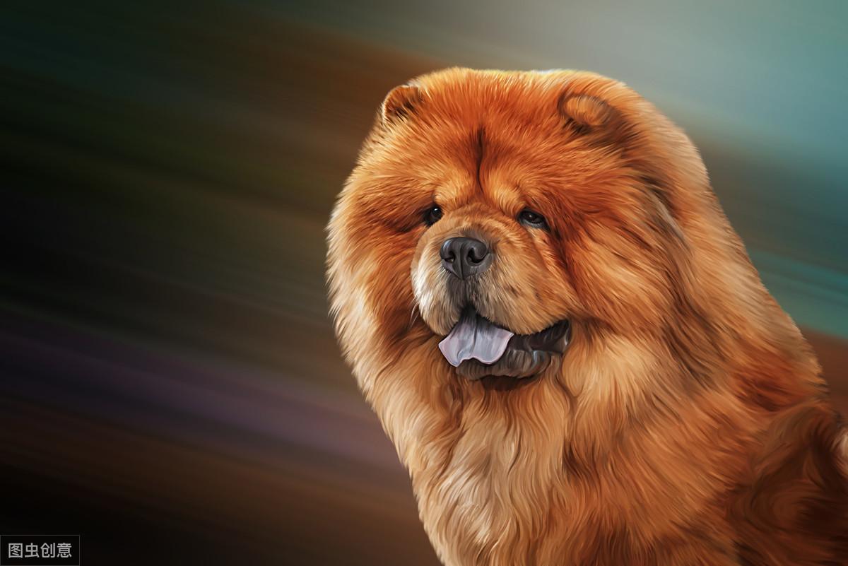 松狮犬是禁养犬吗