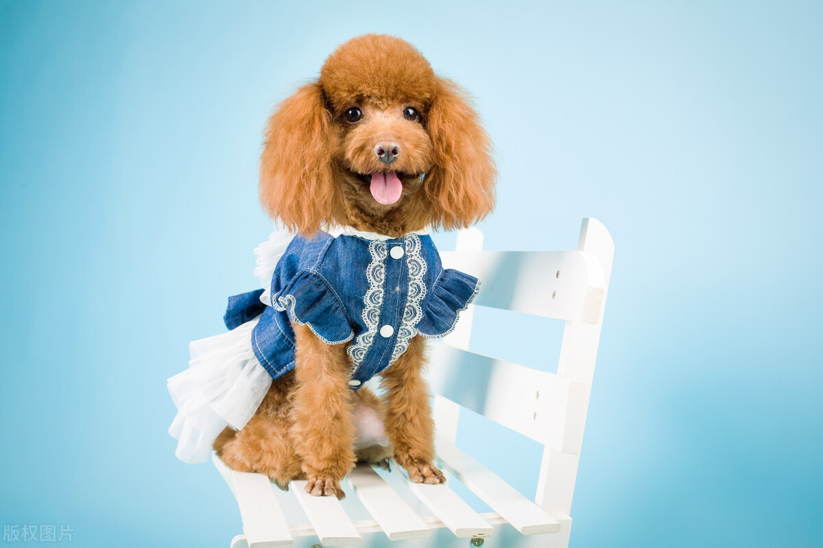 小泰迪衣服样子图片