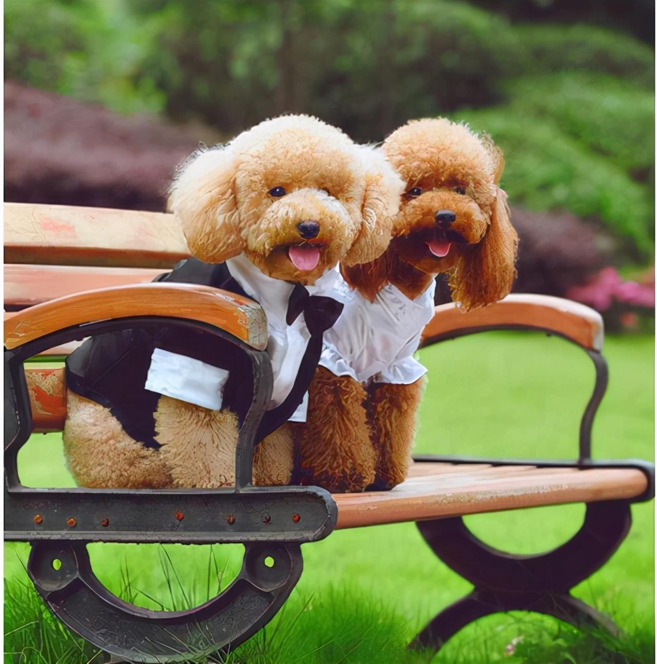 贵宾和泰迪哪个聪明