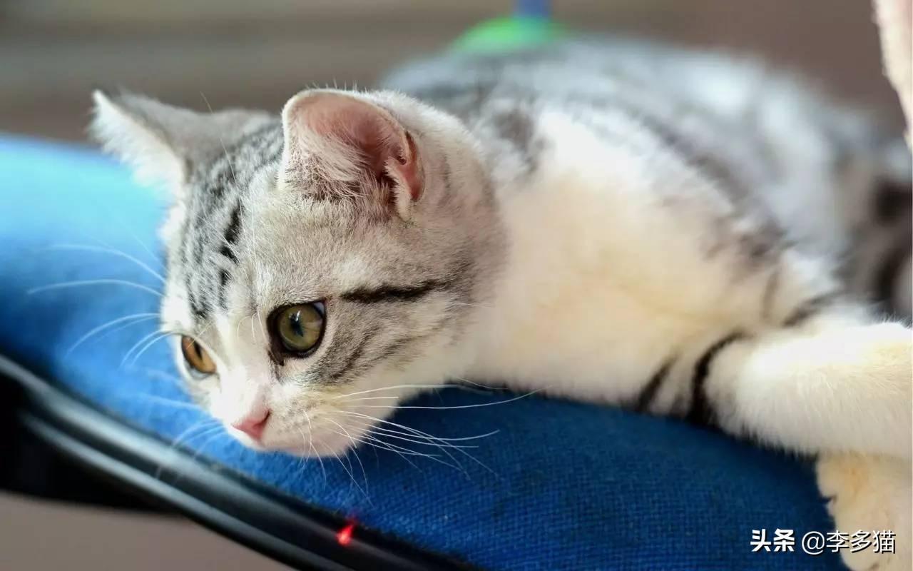 母猫绝育要多少钱