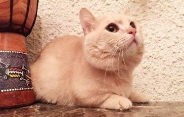 猫眼屎红褐色怎么回事