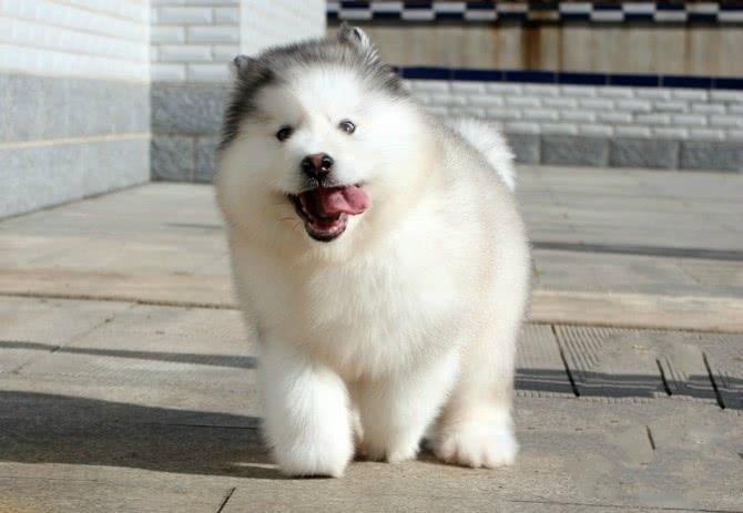 一只纯种阿拉斯加幼犬多少钱