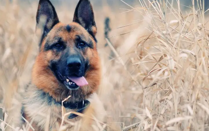 东德牧羊犬和西德牧羊犬哪个贵