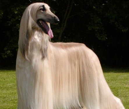 纯种阿富汗猎犬多少钱一只