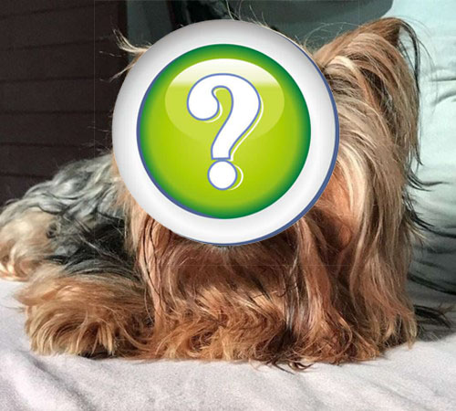 约克夏造型设计图片