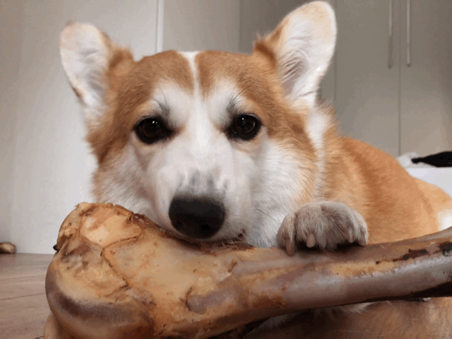 狗狗吃什么骨头比较好