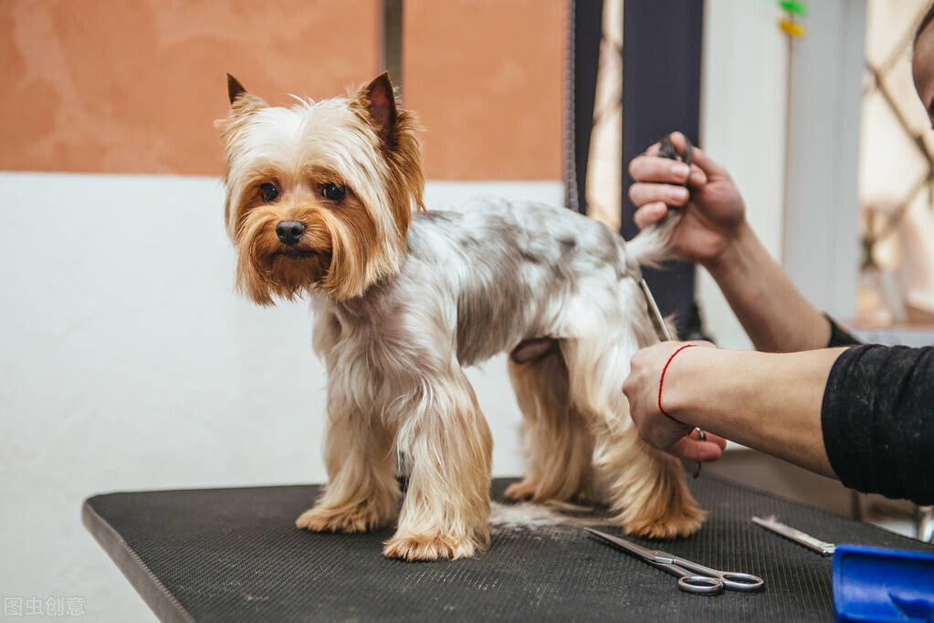 茶杯约克夏可以活多久