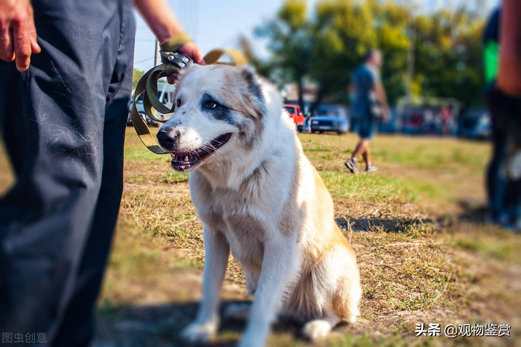 直立行走的狗怎么训练的