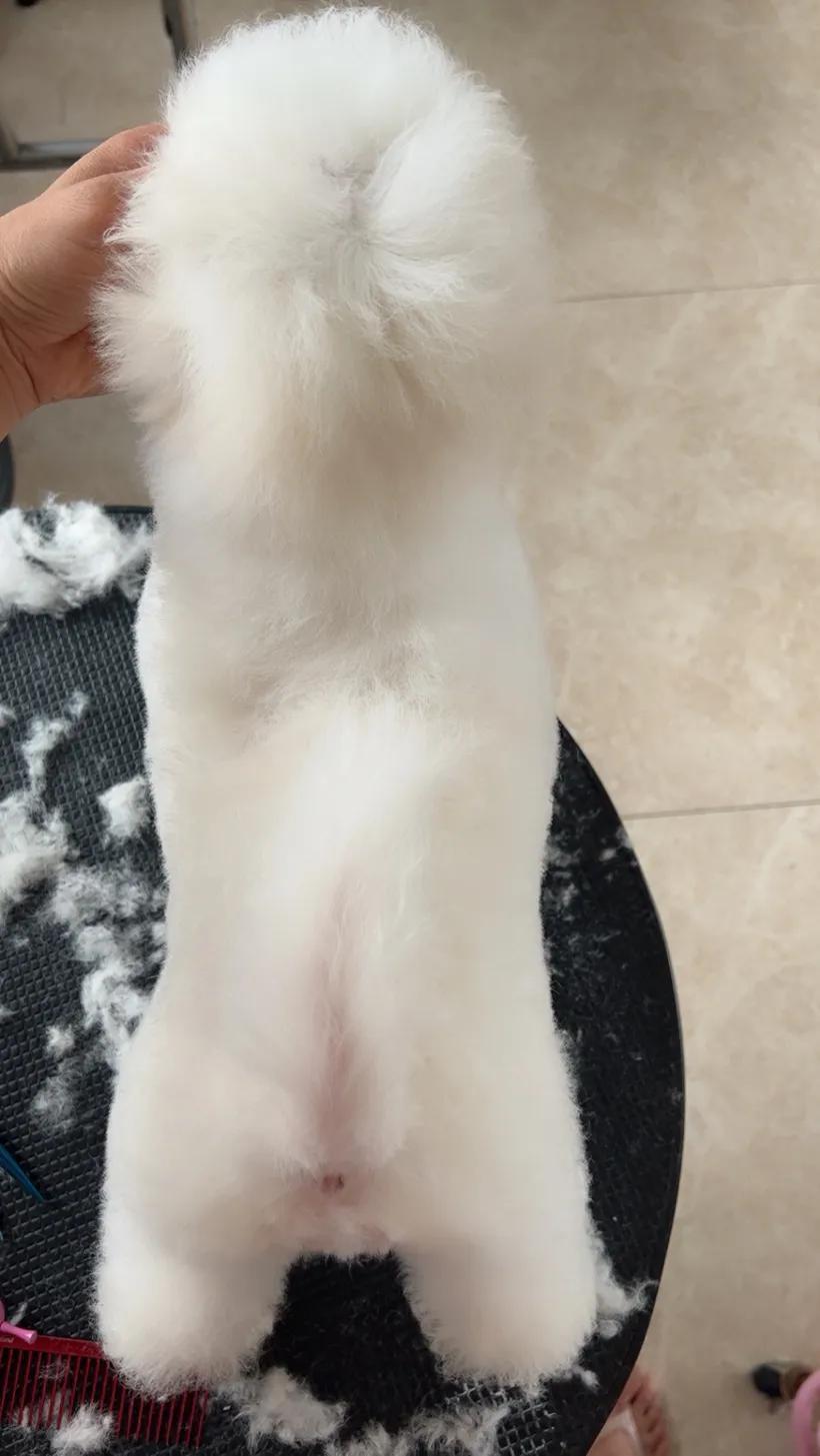 小体比熊和飞耳比熊有区别吗