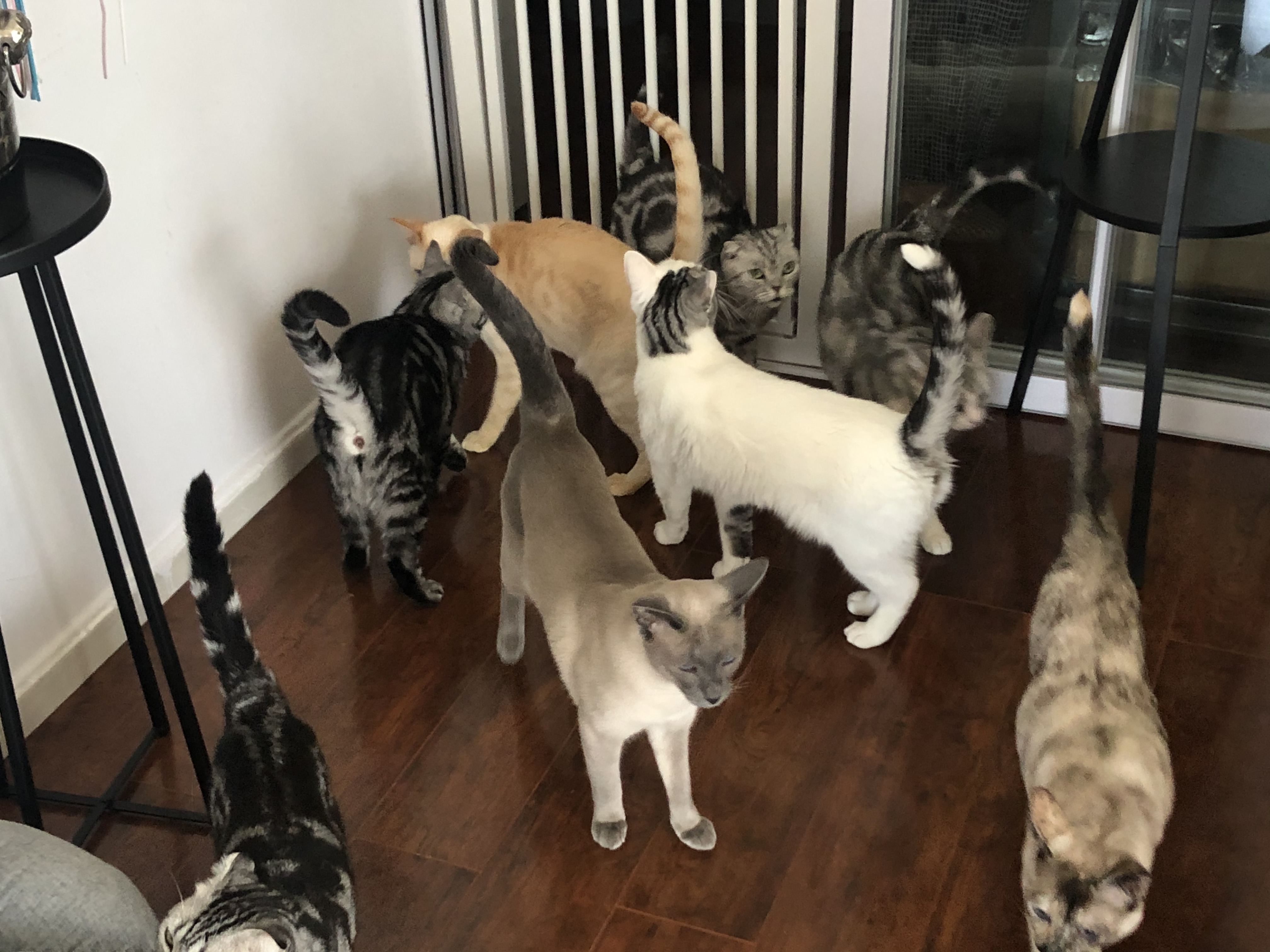 猫舍养什么猫赚钱