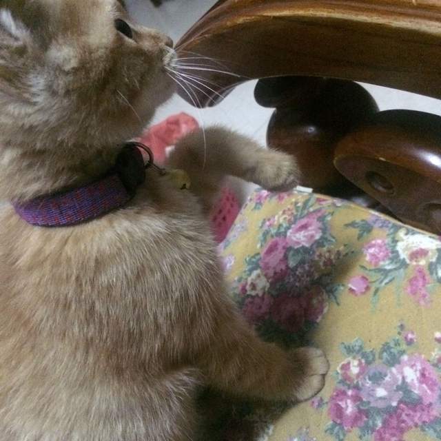 猫缺钙会出现什么症状