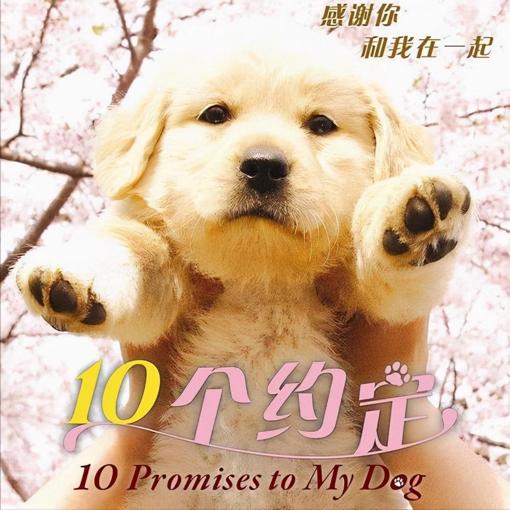 狗狗与我的十个约定讲的什么