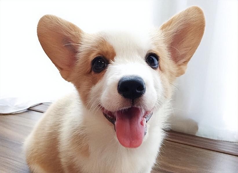 不同种类宠物对比与饲养指南