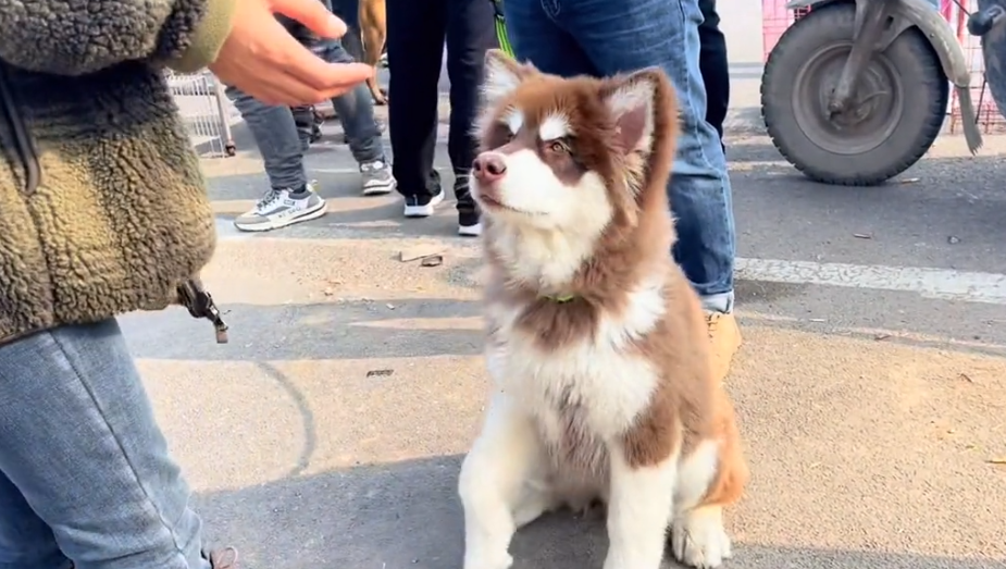 阿拉斯加雪橇犬多少钱一只