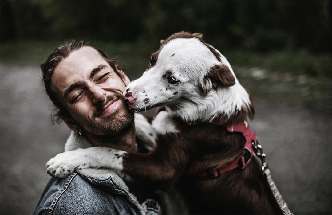 突然招狗喜欢是不是好事