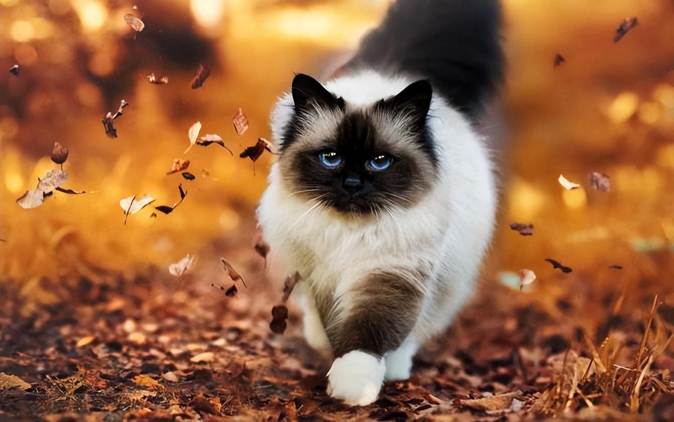 房间进猫是吉还是凶