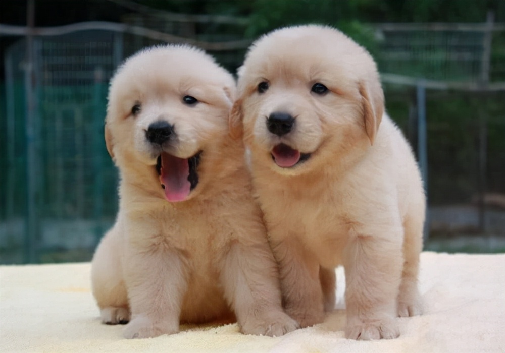 小狗不吃饭该怎么办