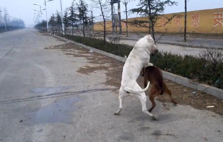 杜高对战巨型比特