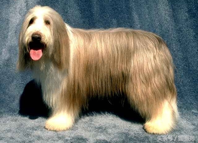 长须牧羊犬介绍