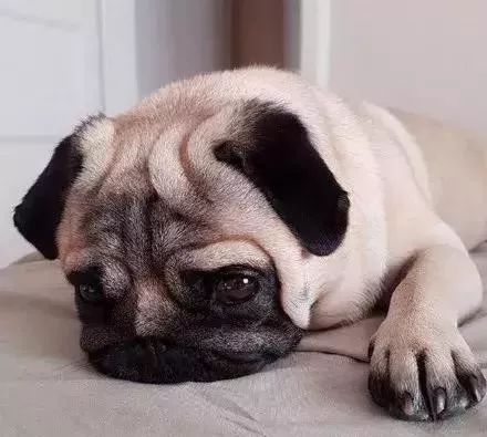 狗狗的皮肤病怎么处理