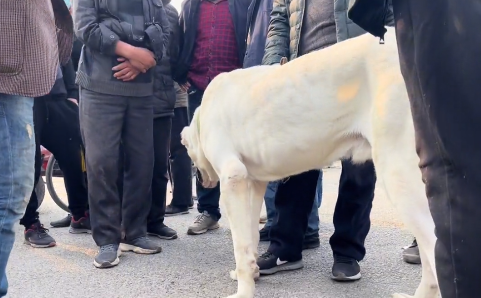 中亚牧羊犬幼崽多少钱一只