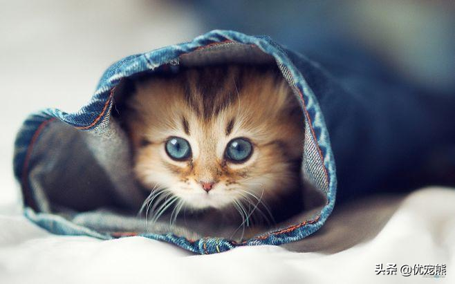 幼猫怎么确定猫认主人了