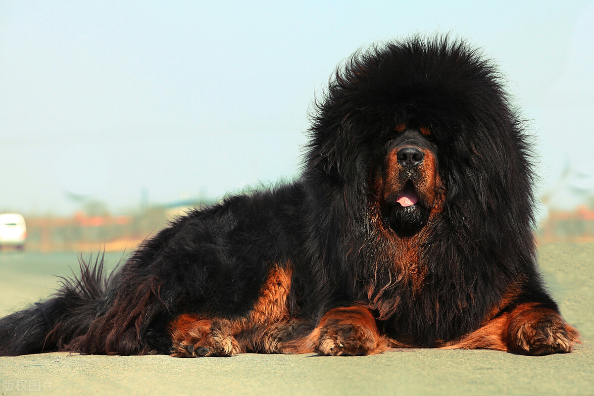 藏獒红利是哪年死的