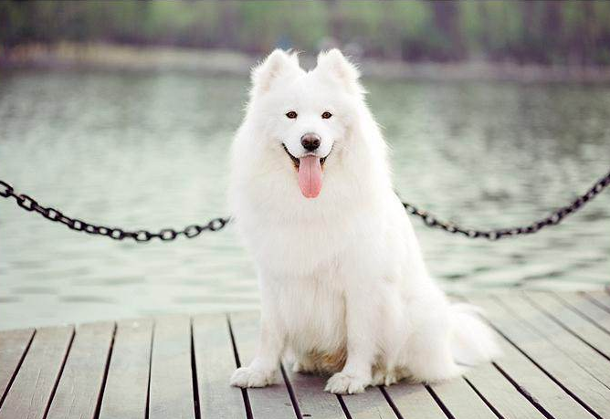 一个月的萨摩耶怎么养最佳