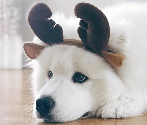 家里养什么狗最好最听话